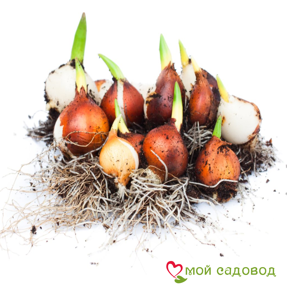 Тюльпан Эстелла Рижнвельд